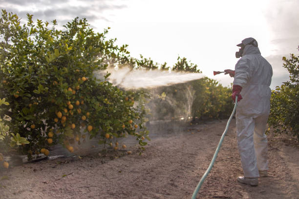 Best Termite Control Services  in Big Beaver, PA